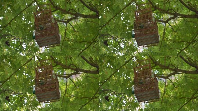 挂在树上的鸟笼4K60帧