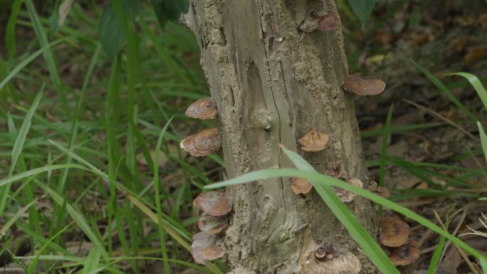 枯木上的菌类蘑菇