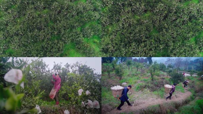 不知火原产地耙耙柑丑橘