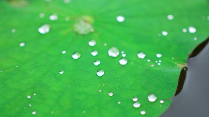 雨后的荷叶