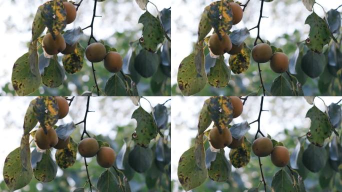 4K树上成熟的柿子特写