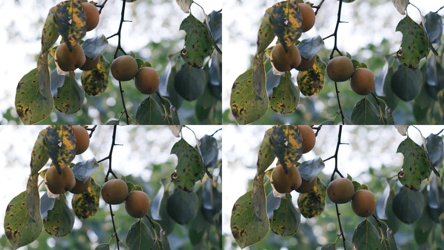 4K树上成熟的柿子特写