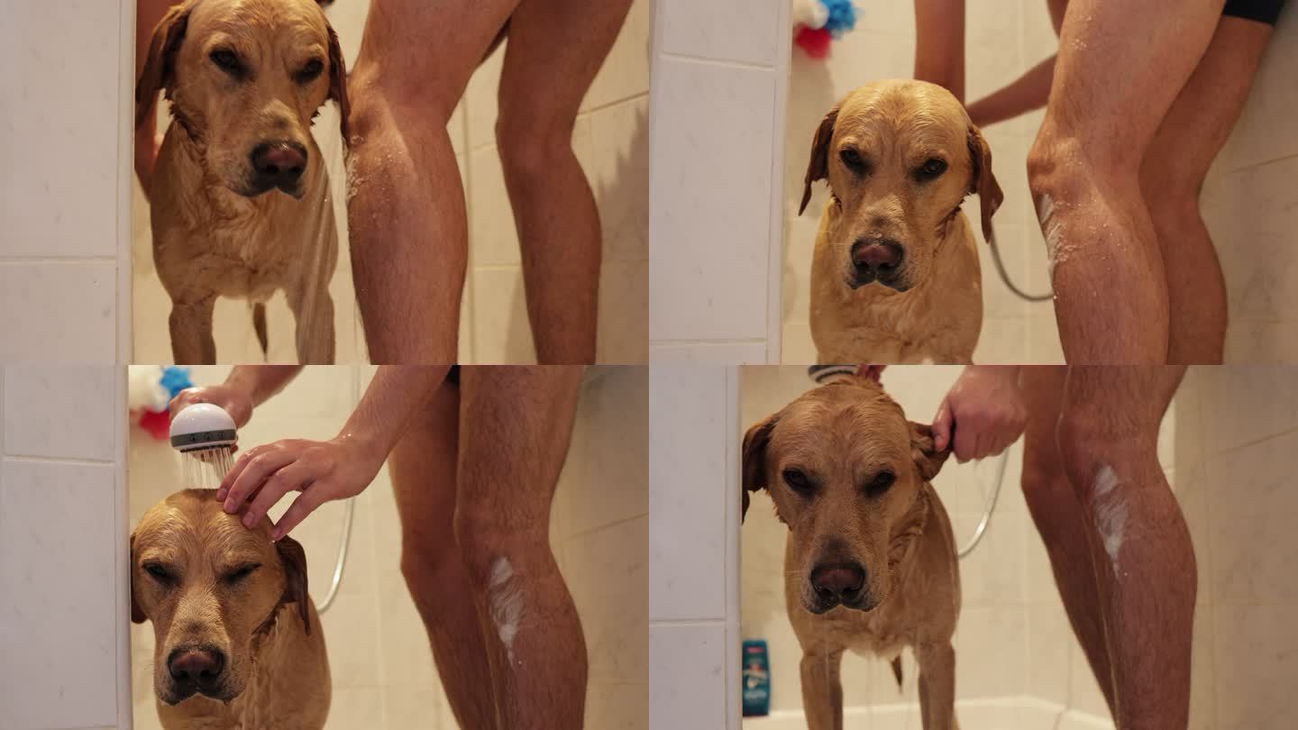 一个年轻人在房子的浴室里洗他的拉布拉多犬