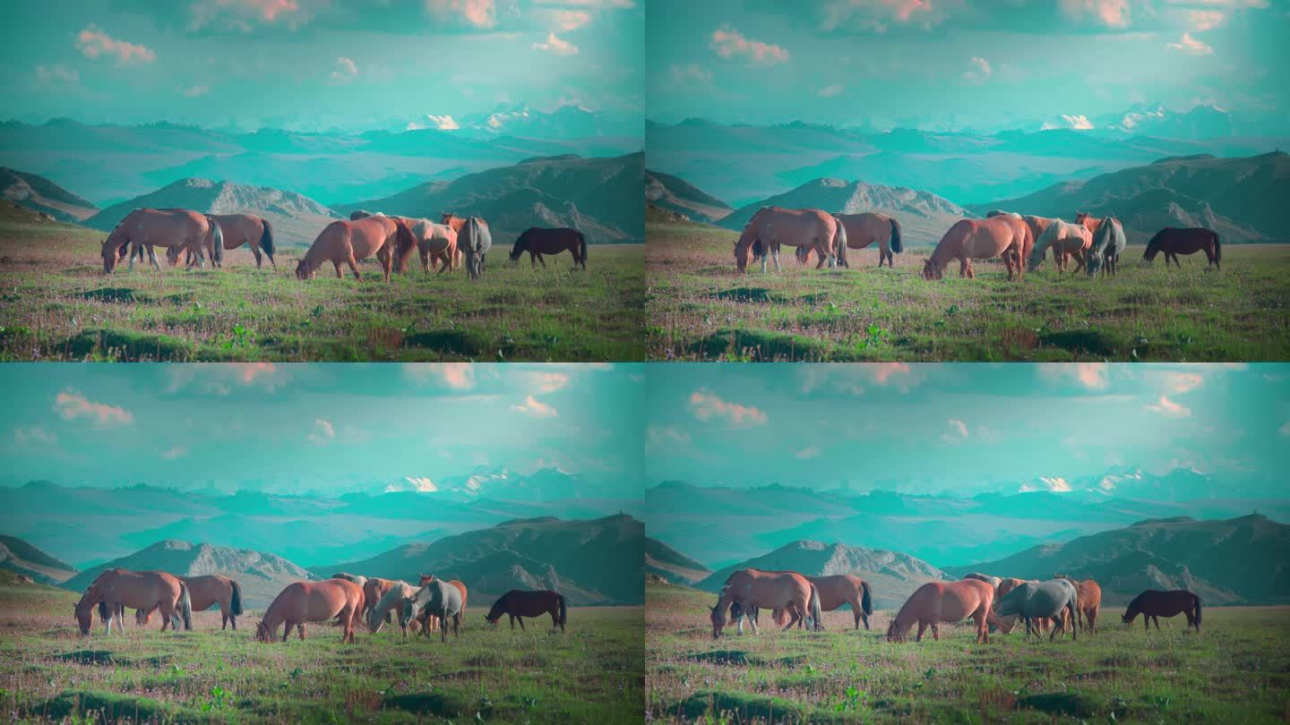 巴音布鲁克草原的马群
