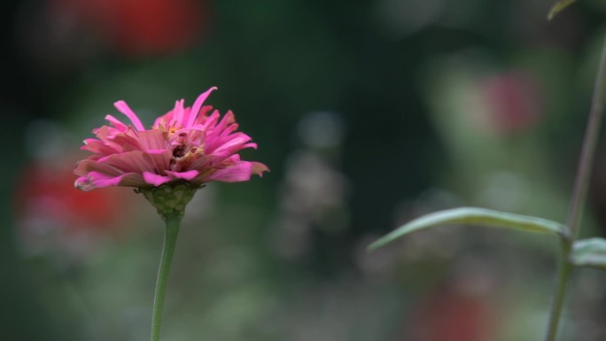 路边野花菊花