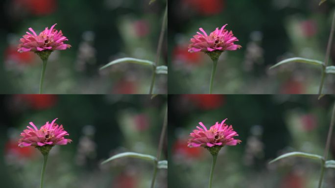 路边野花菊花