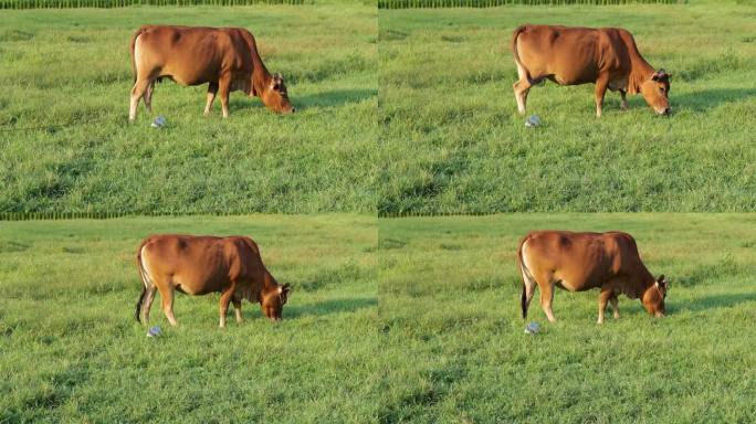 草地上吃草黄牛