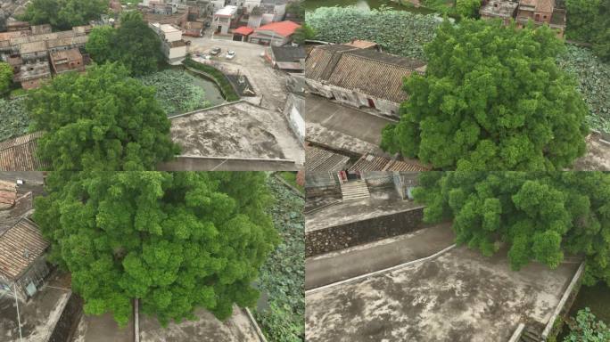 广东肇庆高要县黎槎八卦古村全貌