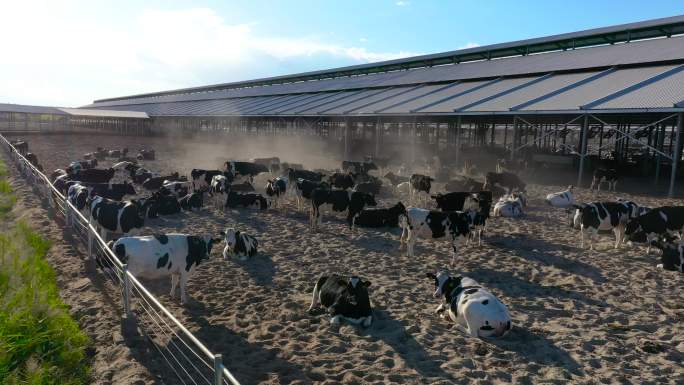 牛群奶牛牛业养殖