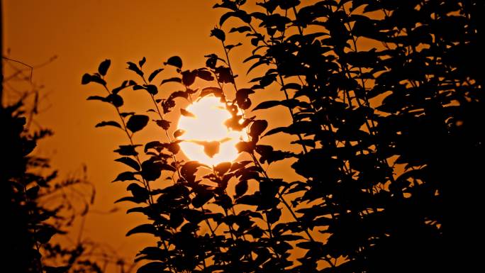 夕阳落日 树影剪影