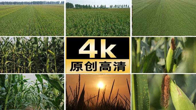 乡村振兴 产业振兴玉米农作物