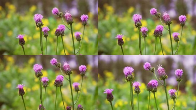 春天风中摇曳的紫花泥胡菜升格 1080P