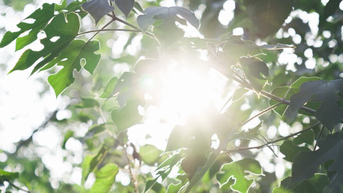 4K夏天树叶阳光梦幻唯美空镜