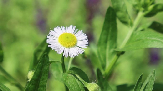 清新夏日的小菊花