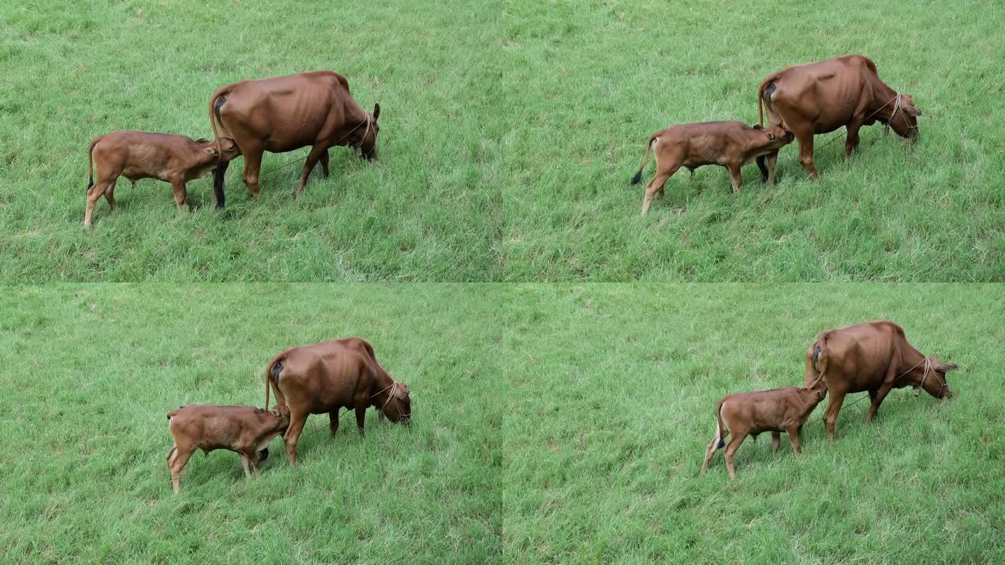 牛放牧天然吃草绿色有机哺乳