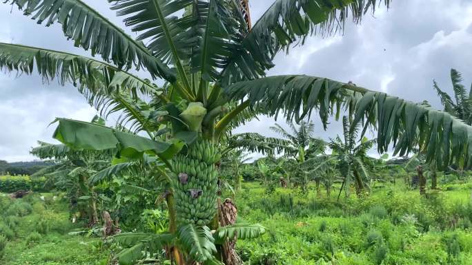 在乡村农场种植香蕉树