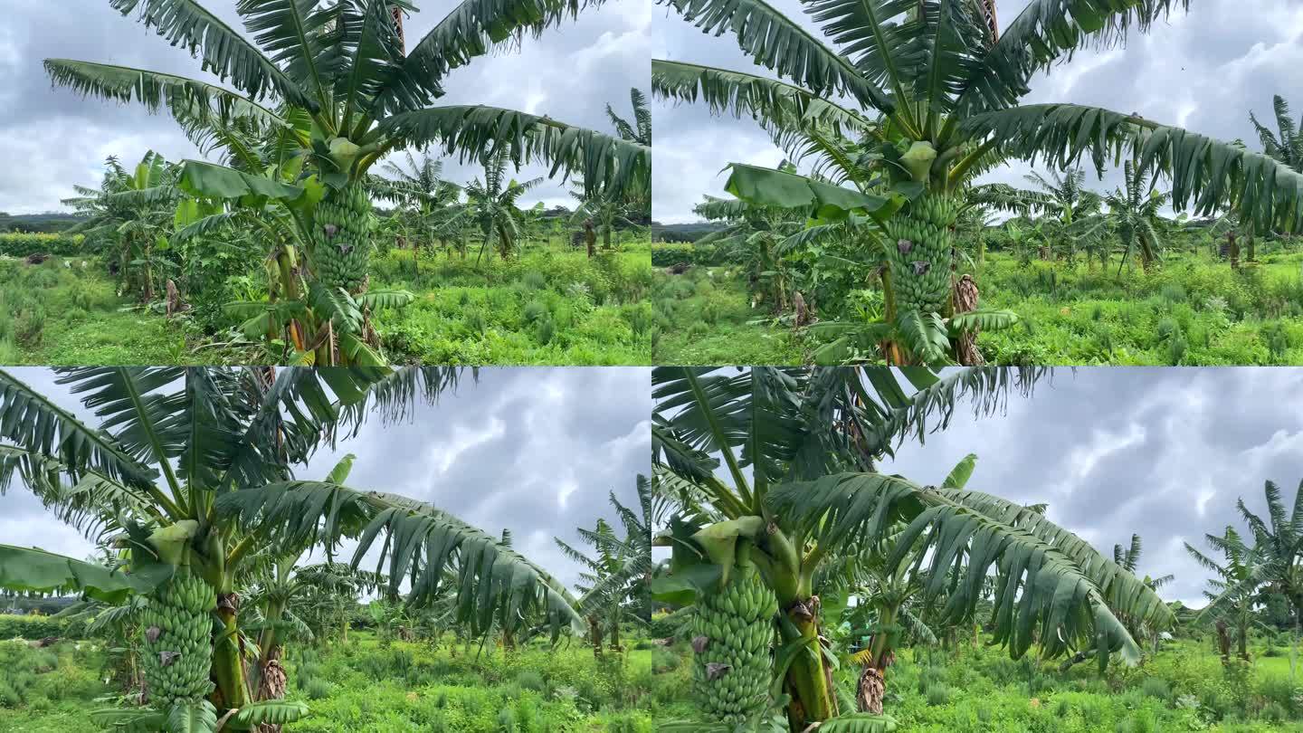 在乡村农场种植香蕉树