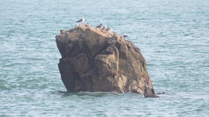 海岛礁石上的海鸥