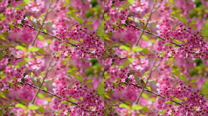 樱花树上的鸟粉色樱花唯美小鸟