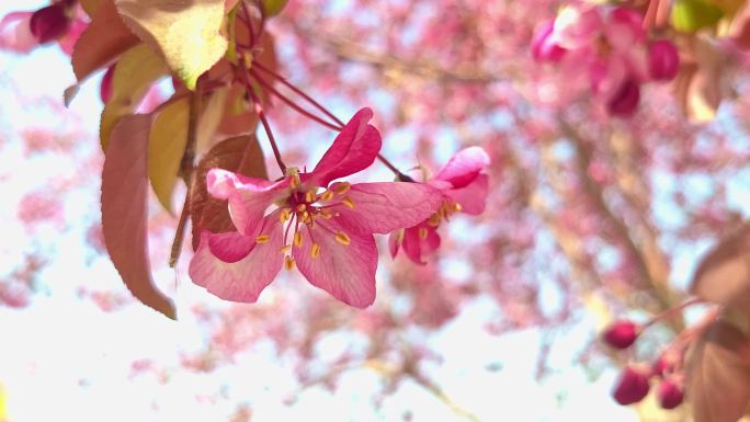 夏日枝头粉色的桃花