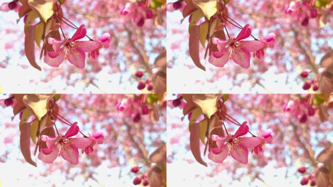 夏日枝头粉色的桃花