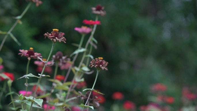 路边野花 花丛