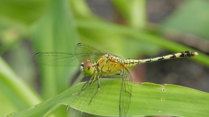 湿地中的大苍蝇。生存生态环境昆虫纲蜻蛉目