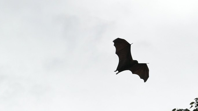 飞狐在热带雨林中飞行。慢动作。