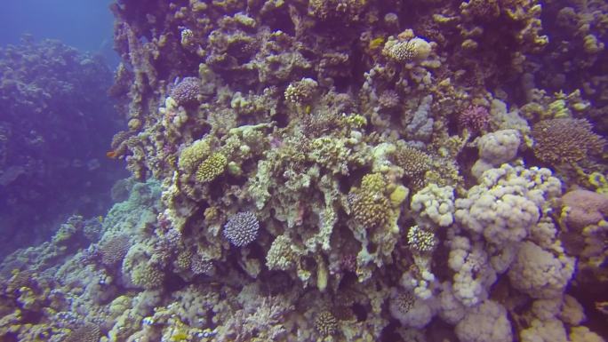红海的珊瑚群