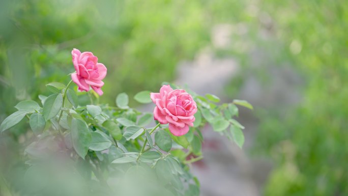 北京世园公园风中摆动的花朵