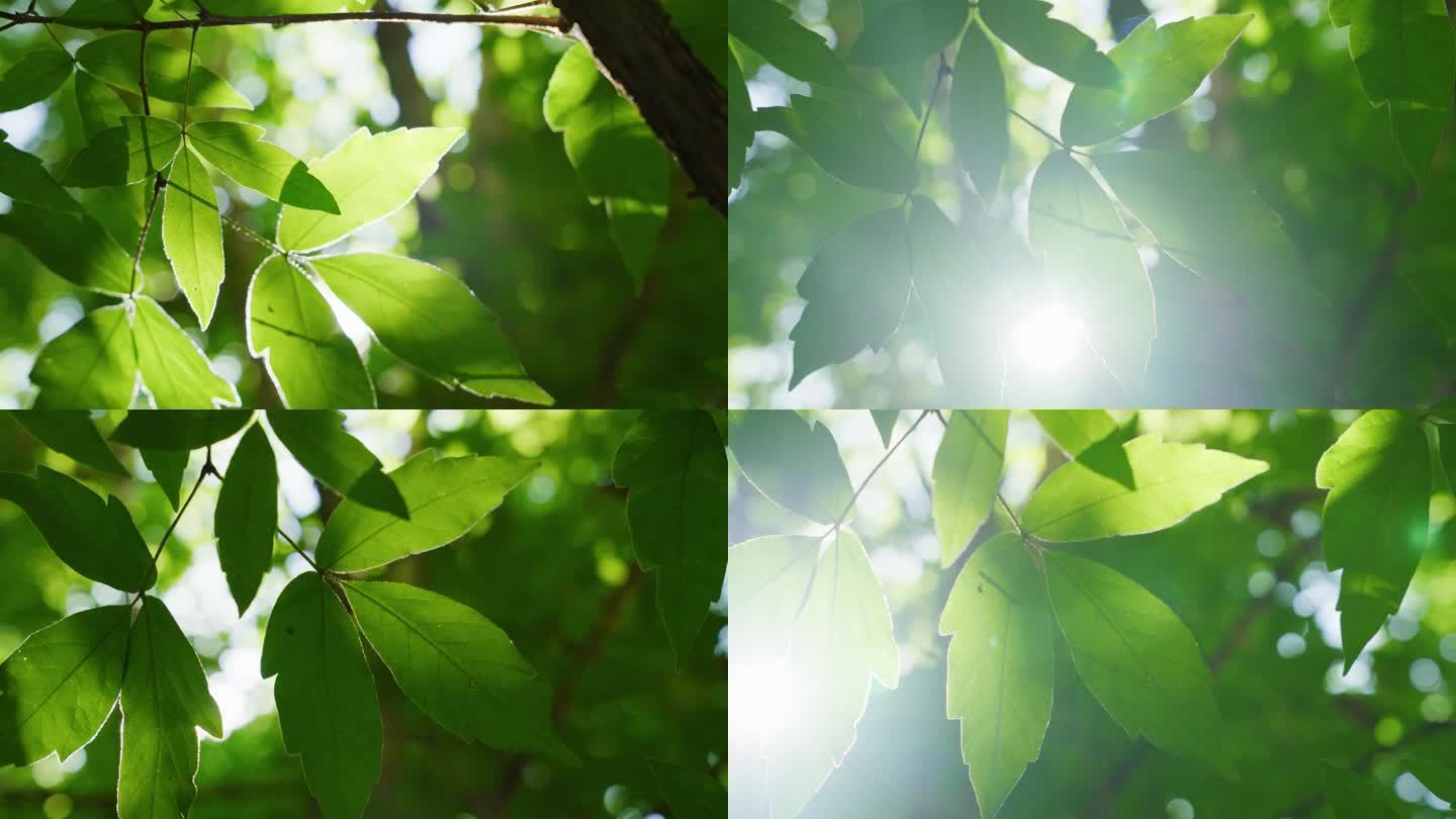 4k阳光透过树叶逆光仰望夏天治愈