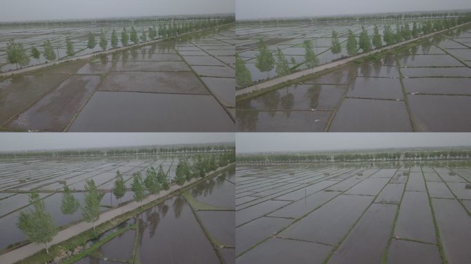 农田水稻航拍10-1080p