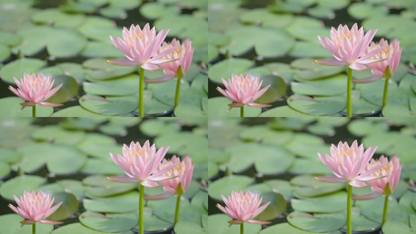 北京世园公园池塘莲花