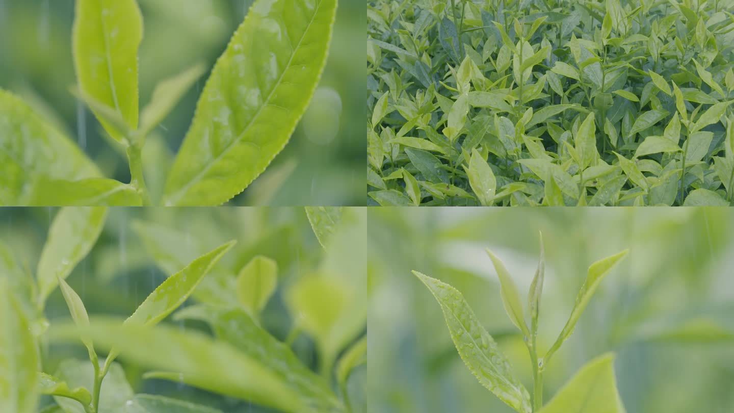 茶叶茶山茶园新茶高速雨特写