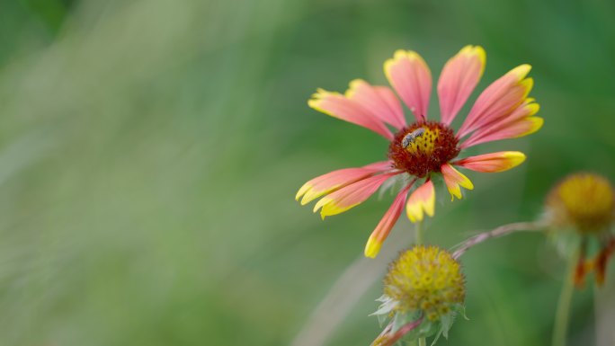 北京东湖公园花朵上的昆虫空境