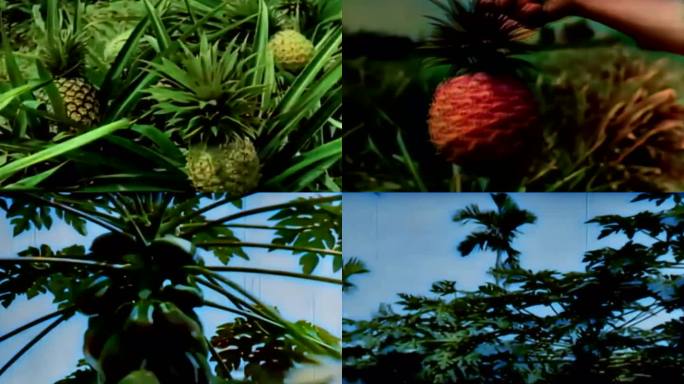 台湾凤梨木瓜种植历史影像视频