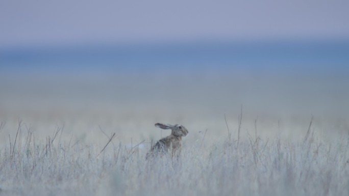 欧洲野兔（Lepus europaeus），也称为棕色野兔，俄罗斯