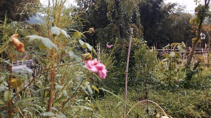 质野堂 花草