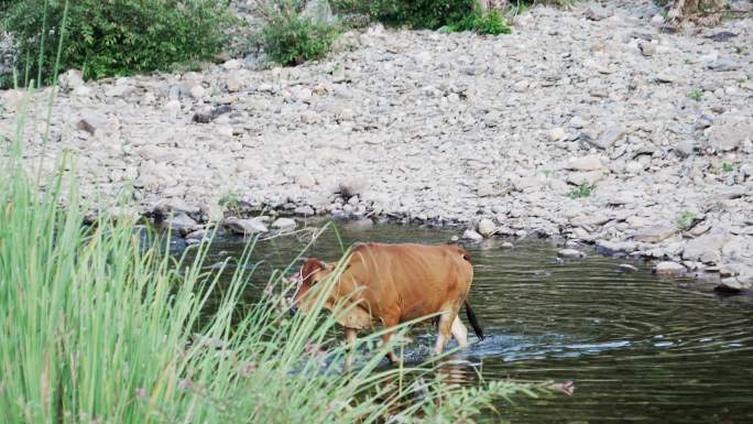 趟过溪水的黄牛