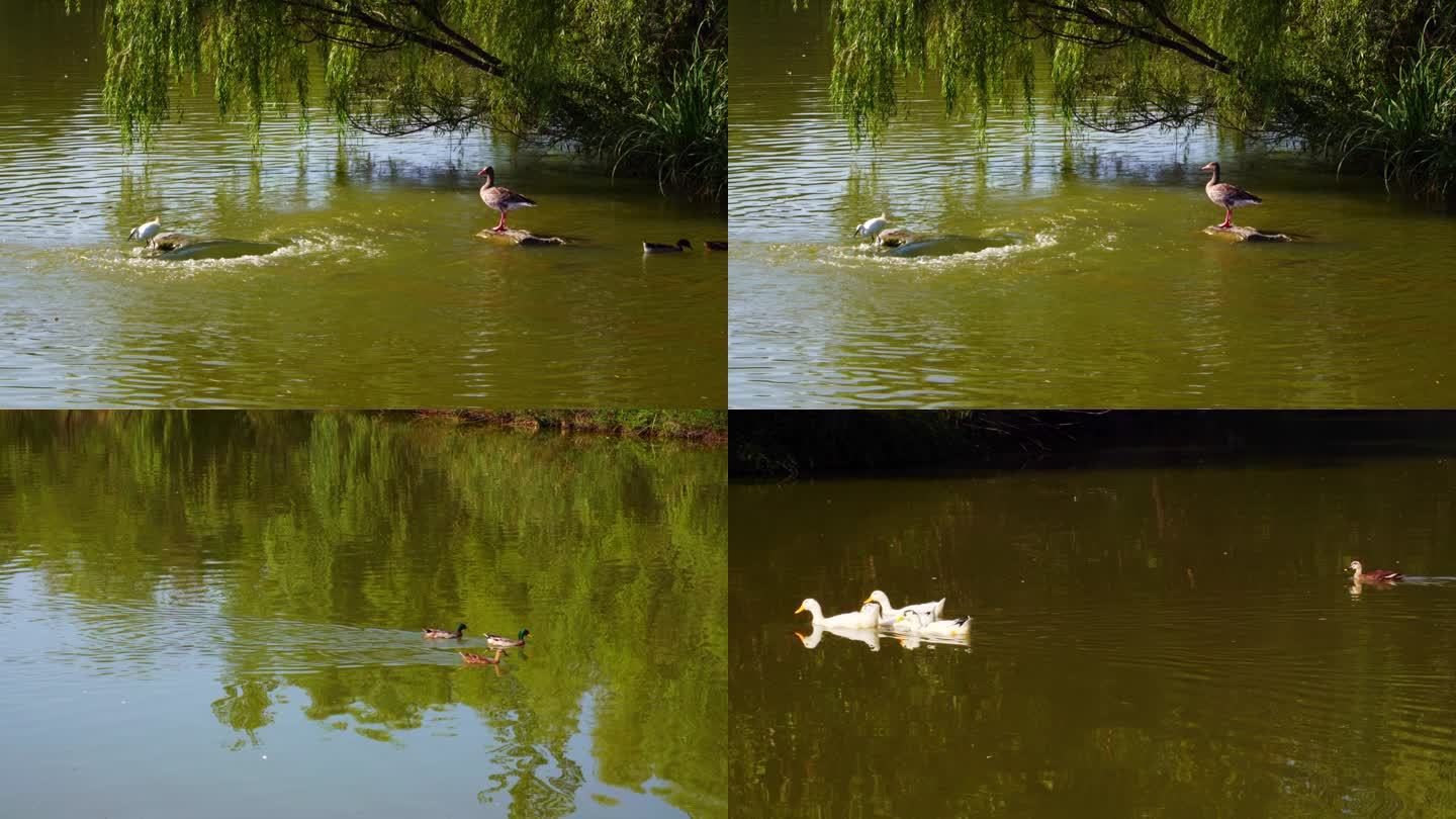 湿地公园鸭子戏水