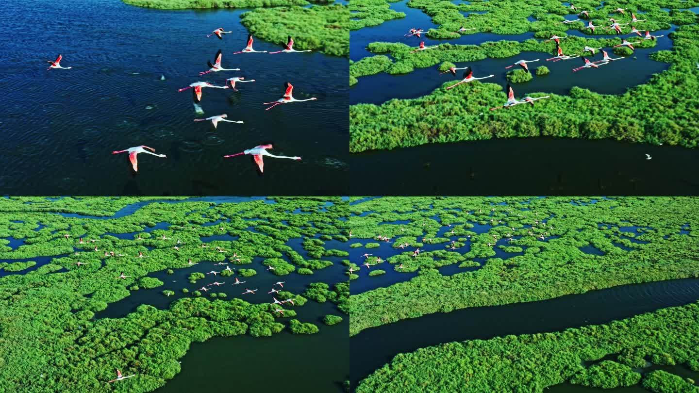 飞过湿地的火烈鸟湖航拍鸟