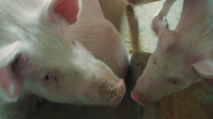 小猪养殖厂科学养殖技术养殖环境
