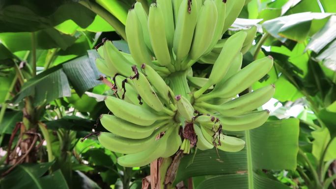 香蕉大蕉树挂果实
