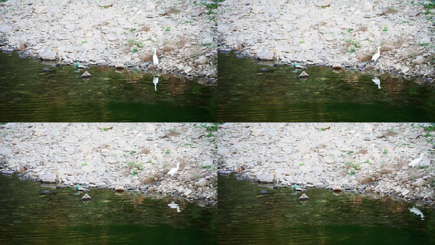 溪滩上白色水鸟