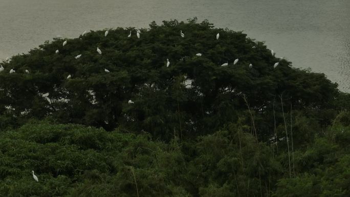 广州琶洲白鹭小岛生态绿洲