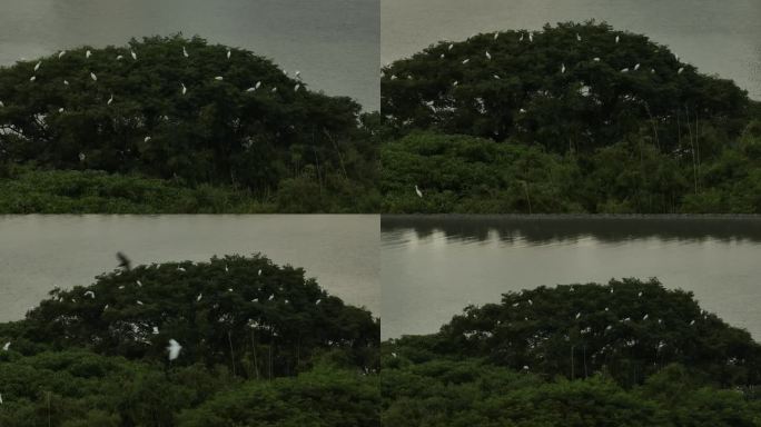 广州琶洲白鹭小岛生态绿洲