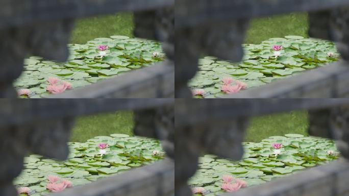 北京世园公园池塘莲花