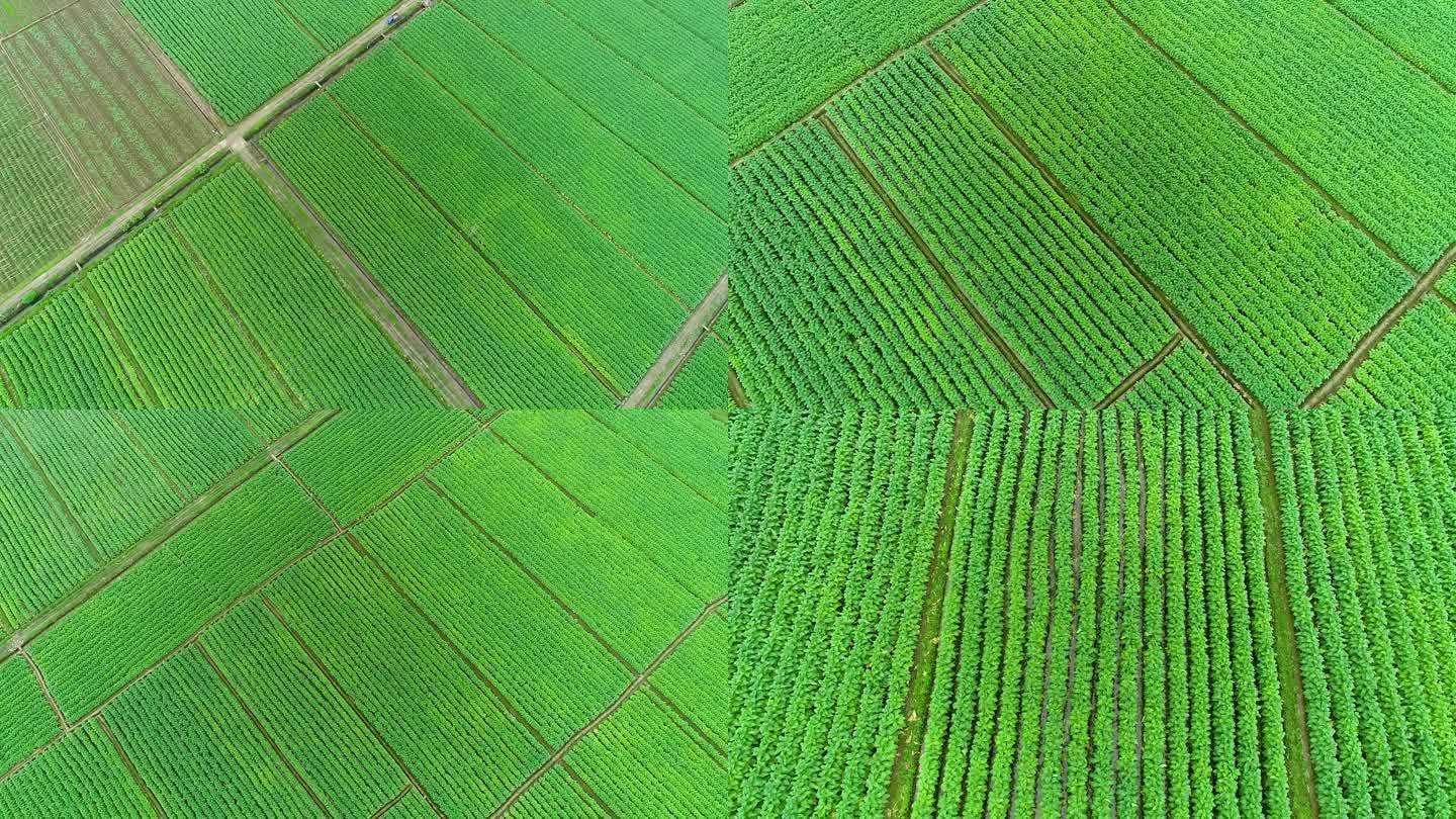 航拍烟田烟叶种植基地5