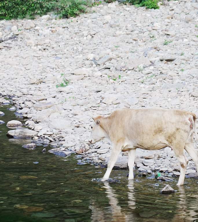 黄牛在小溪喝水