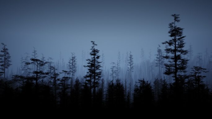 神秘和可怕的森林夜间股票